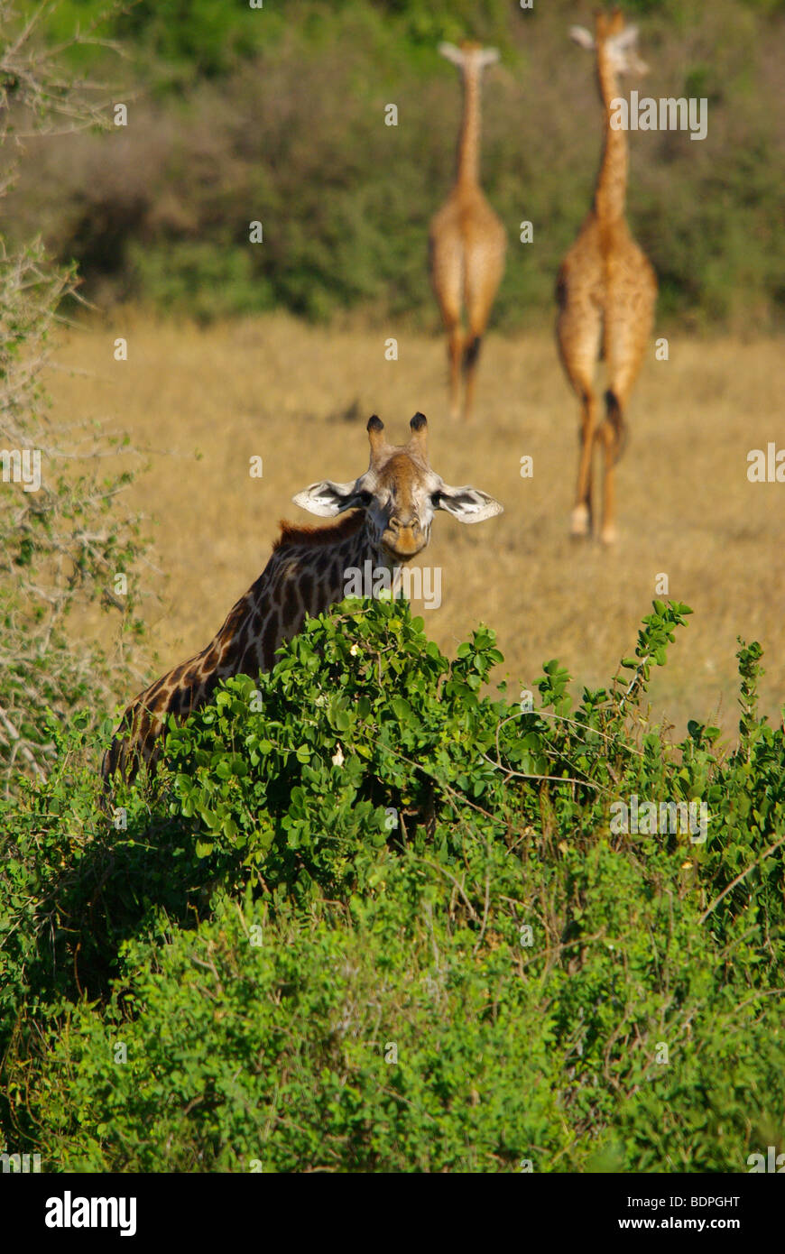 Giraffe über Büsche Stockfoto