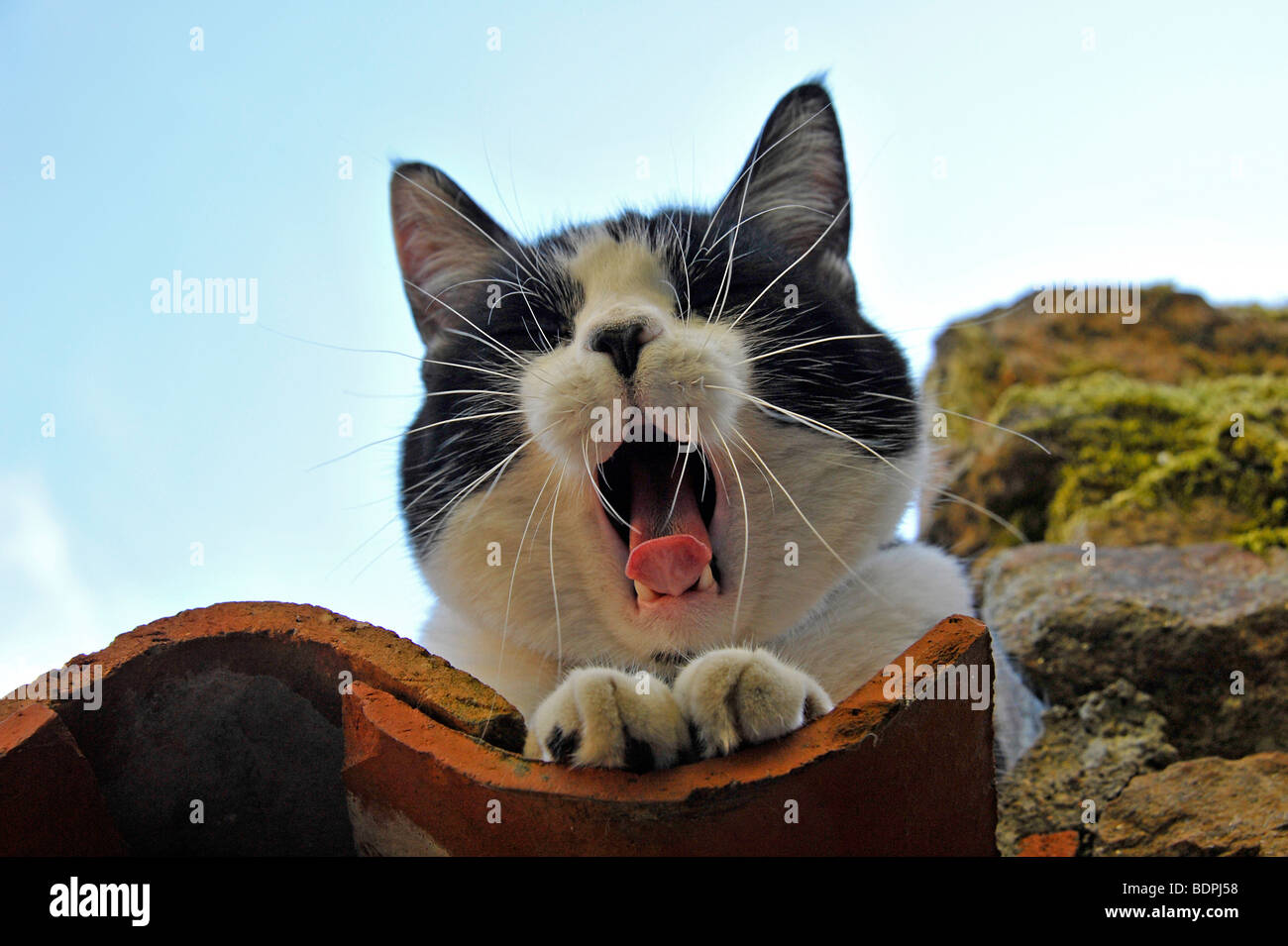 Lustige Tiere Felix das schwarze und weiße Katze Gähnen Stockfoto