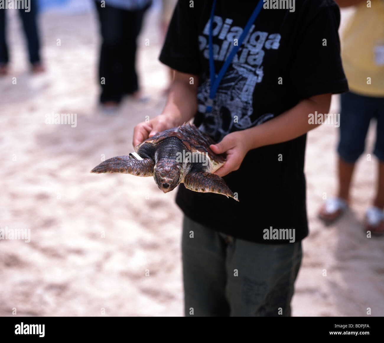 Schildkröte-Release, Emerald Beach, Ocean Expo Park, Okinawa Churaumi Aquarium, Motobu, Okinawa, Japan Stockfoto