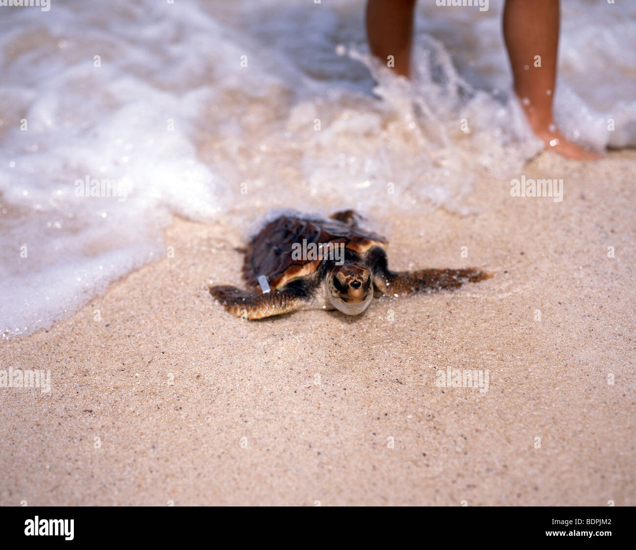 Schildkröte-Release, Emerald Beach, Ocean Expo Park, Okinawa Churaumi Aquarium, Motobu, Okinawa, Japan Stockfoto