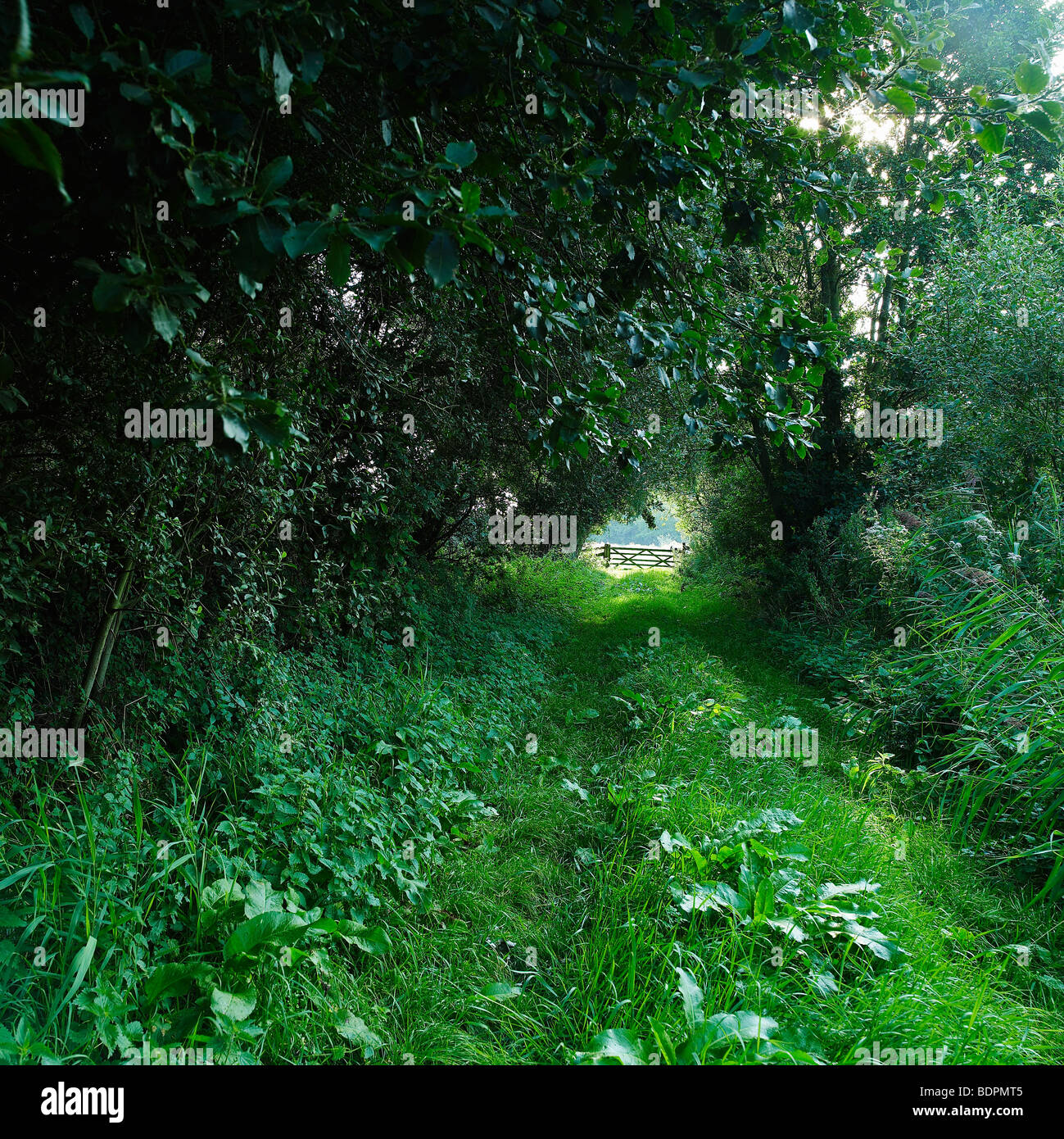 Ländliches Motiv von suffolk Stockfoto