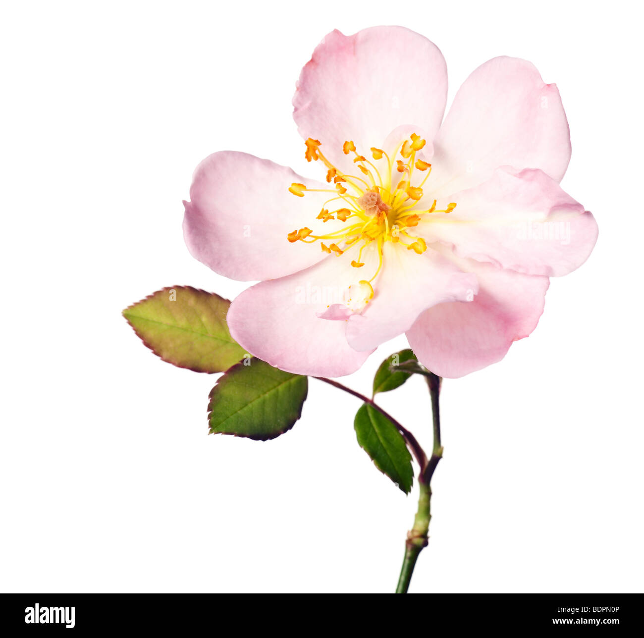 Rosa Garten Rose auf einem reinen weißen Hintergrund isoliert Stockfoto