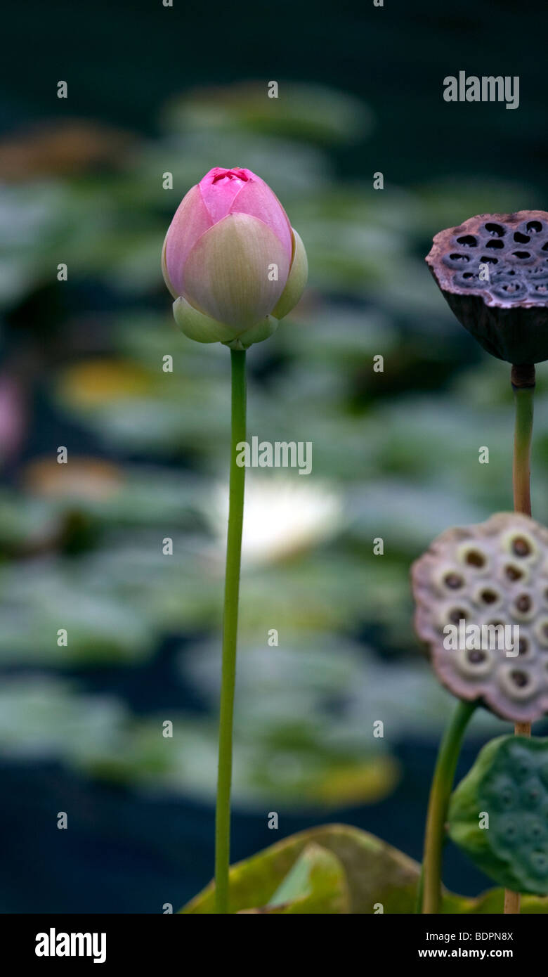 Rosa Seerose Blütenknospe Stockfoto