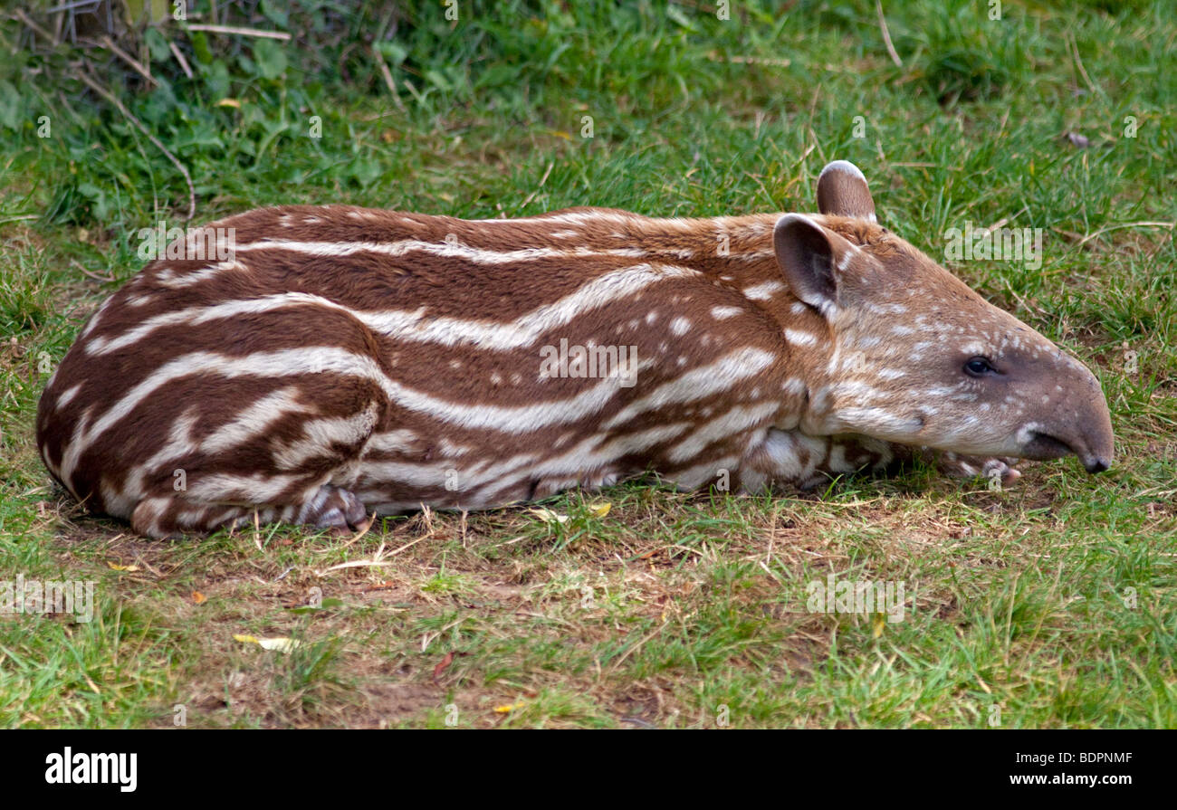 Kalb brasilianische Tapir (Tapirus Terrestris) Stockfoto