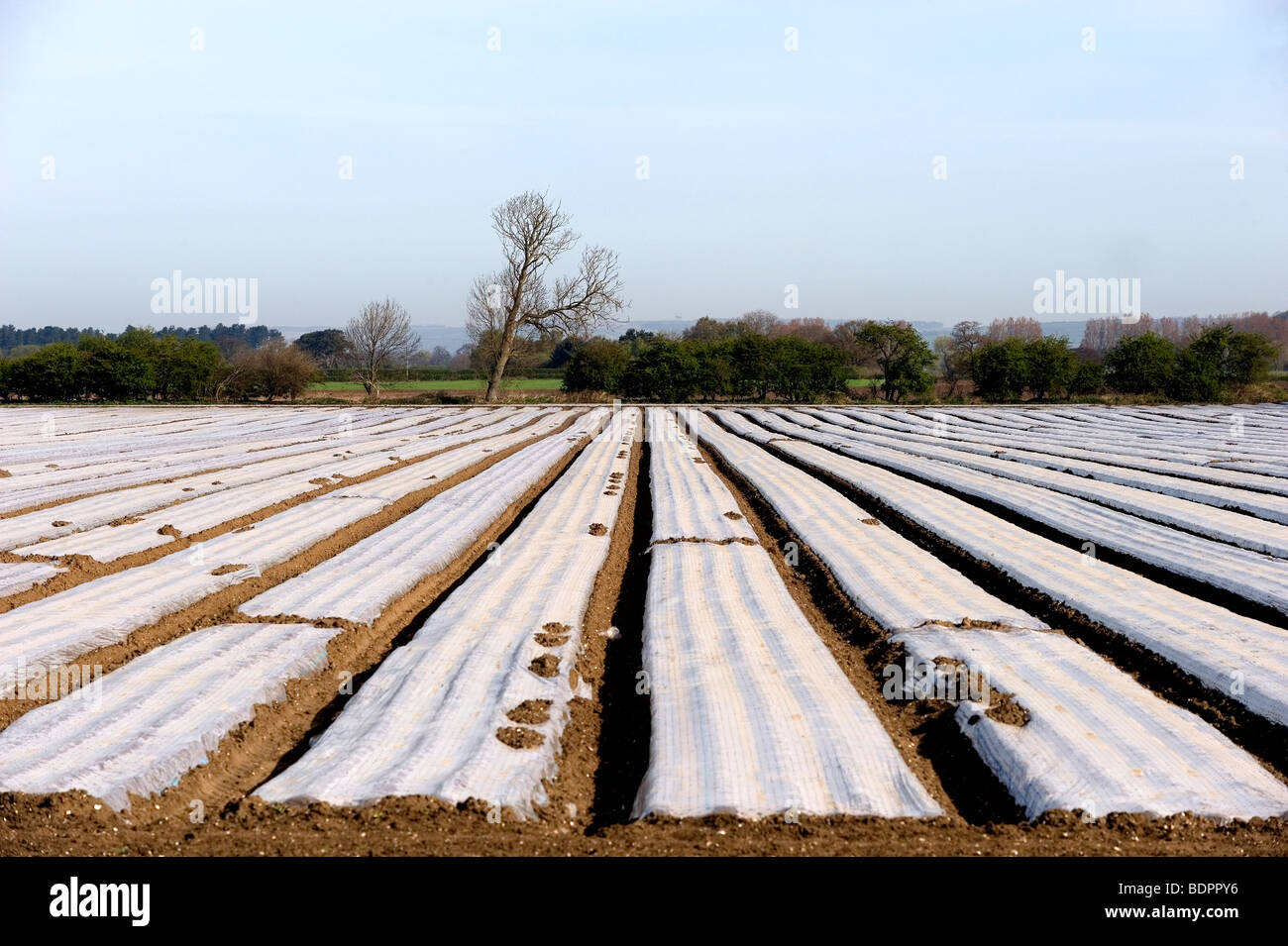 Pflanzen fallen unter Plastikplanen in einem Feld in Yorkshire, UK, um sie vor Frost zu schützen. Stockfoto