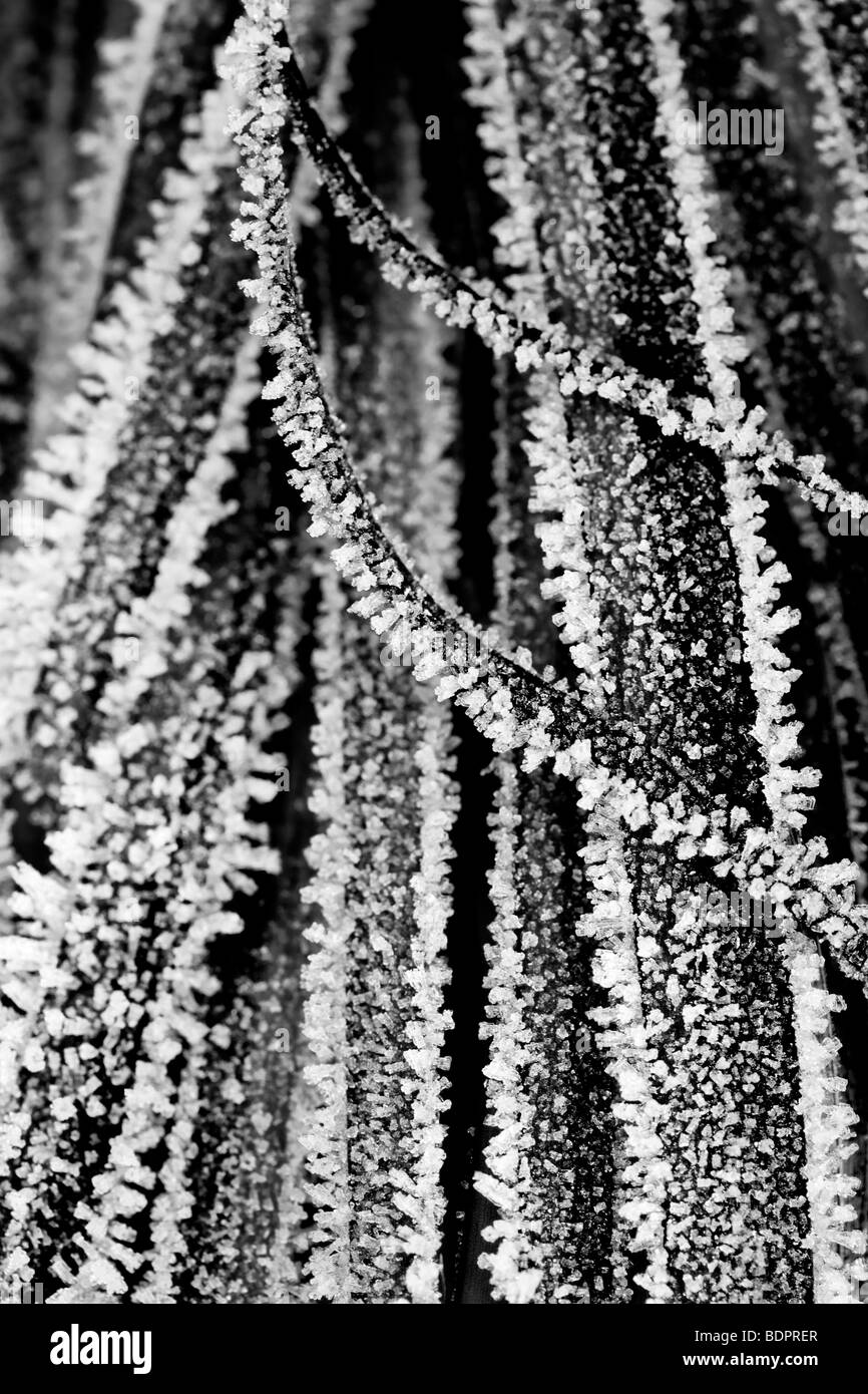 Ophiopogon Planiscapus hier in Raureif bedeckt Stockfoto