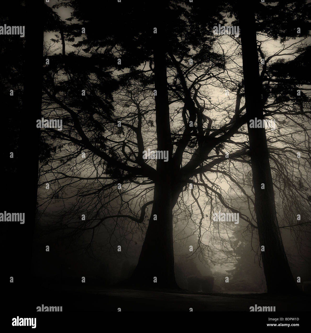 Die Silhouette eines Baumes im Nebel Stockfoto