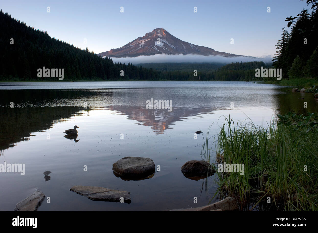 Trillium Lake Mount Hood Oregon State USA USA Nordamerika Stockfoto
