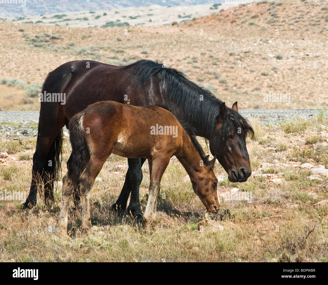 kostenlose Roaming-Mustangs in der Pryor Wildpferd Bergkette in Wyoming Stockfoto