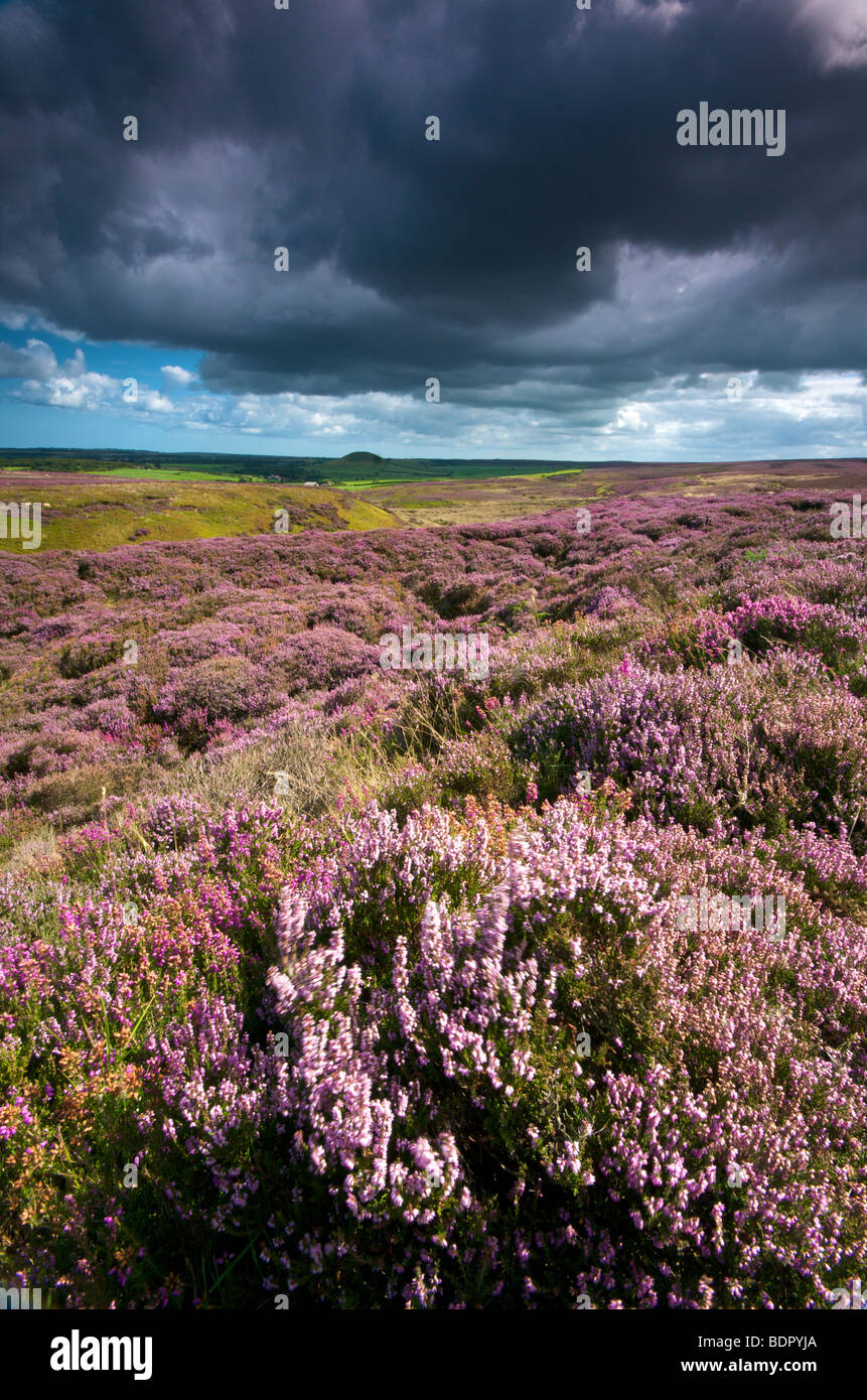 Heidekraut blüht in York Moors UK Stockfoto