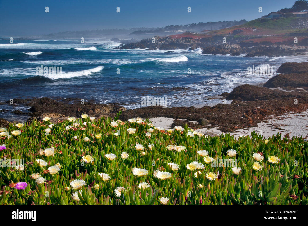 White Ice Pflanzenblüten und Ozean auf 17 Mile Drive. Pebble Beach, Kalifornien Stockfoto