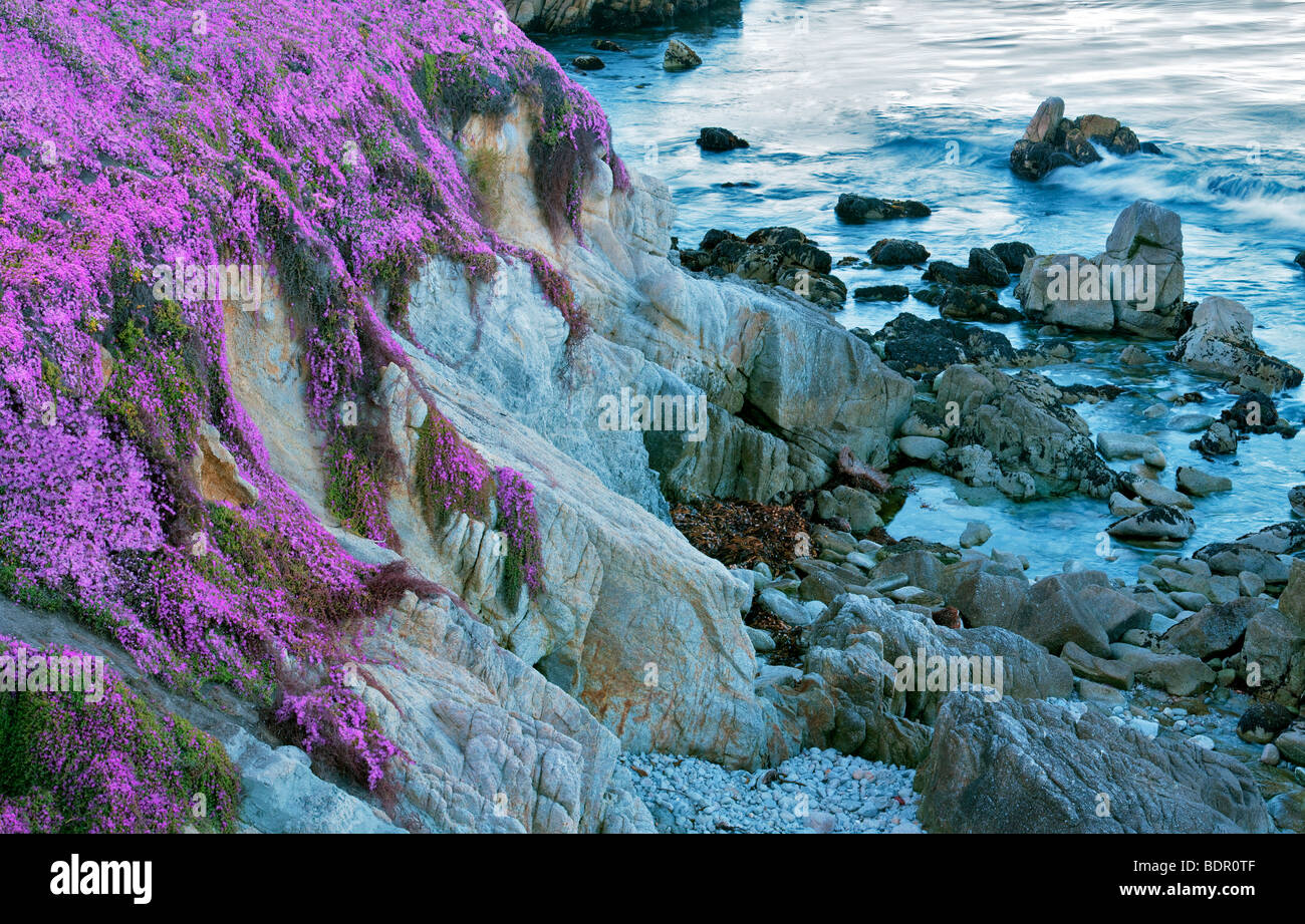 Lila Ice Pflanzenblüten und Ozean. Pacific Grove, Kalifornien Stockfoto