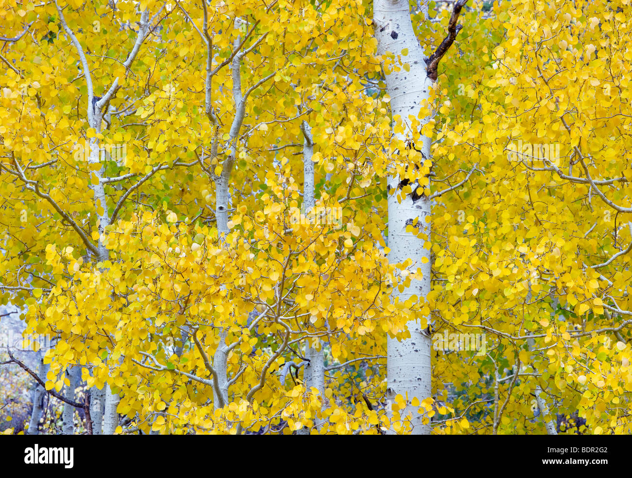 Espen in Herbstfarben. Inyo National Forest. California Stockfoto