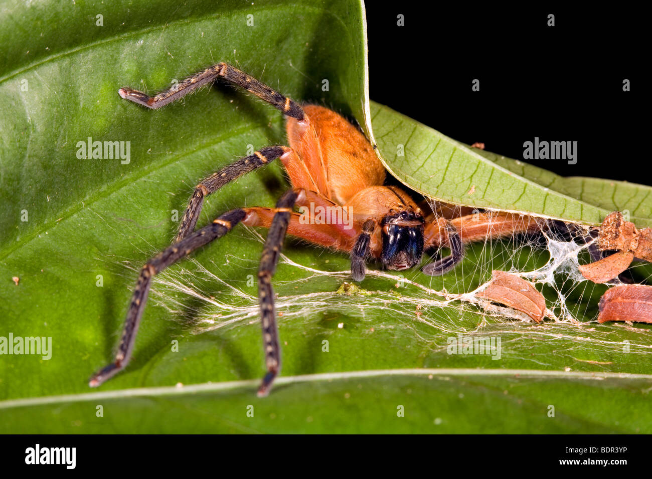 Platorid Krabbenspinne auf einem Blatt in den Regenwald Unterwuchs Stockfoto