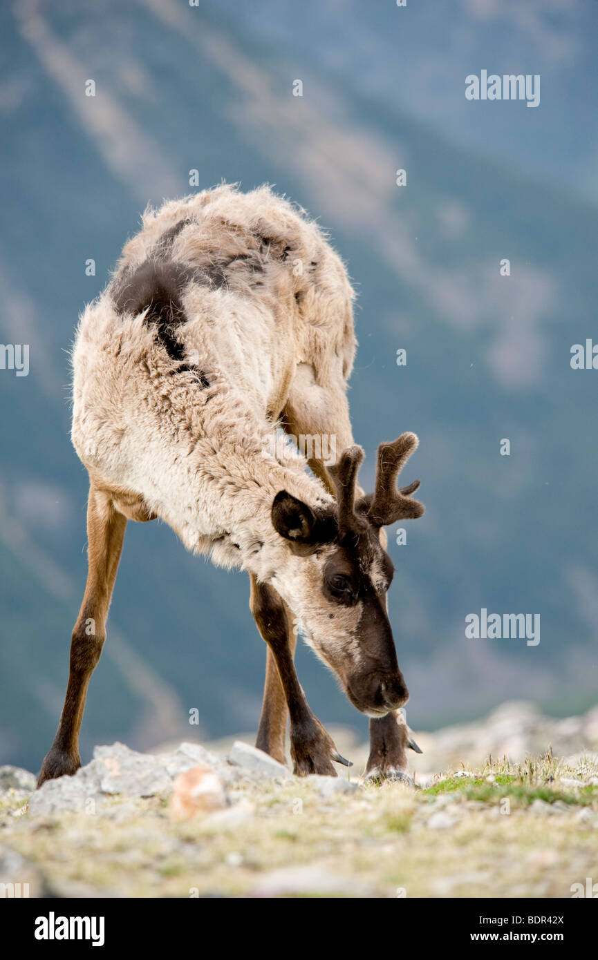 Berg Woodland Caribou, Jasper Nationalpark, Alberta, Kanada Stockfoto