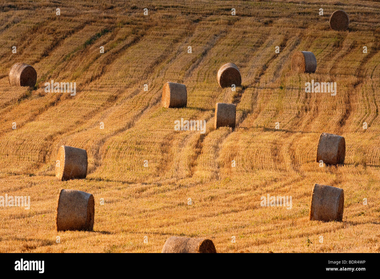 Feld mit Ballen Heu, Böhmen, Tschechien Stockfoto