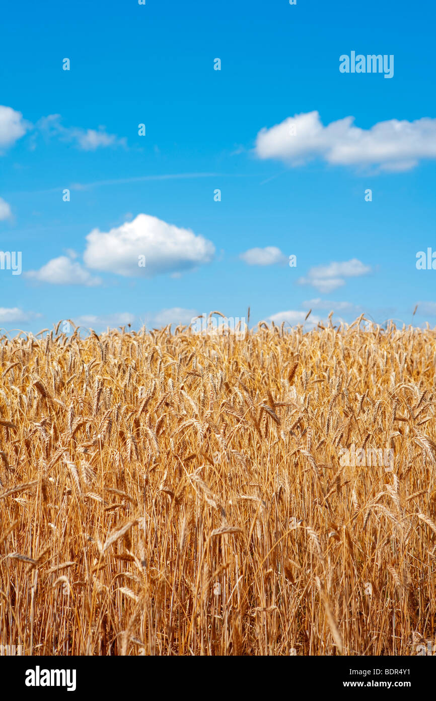 Bereich der Unterhaltungsindustrie Roggen für die Ernte mit blauem Himmel Stockfoto