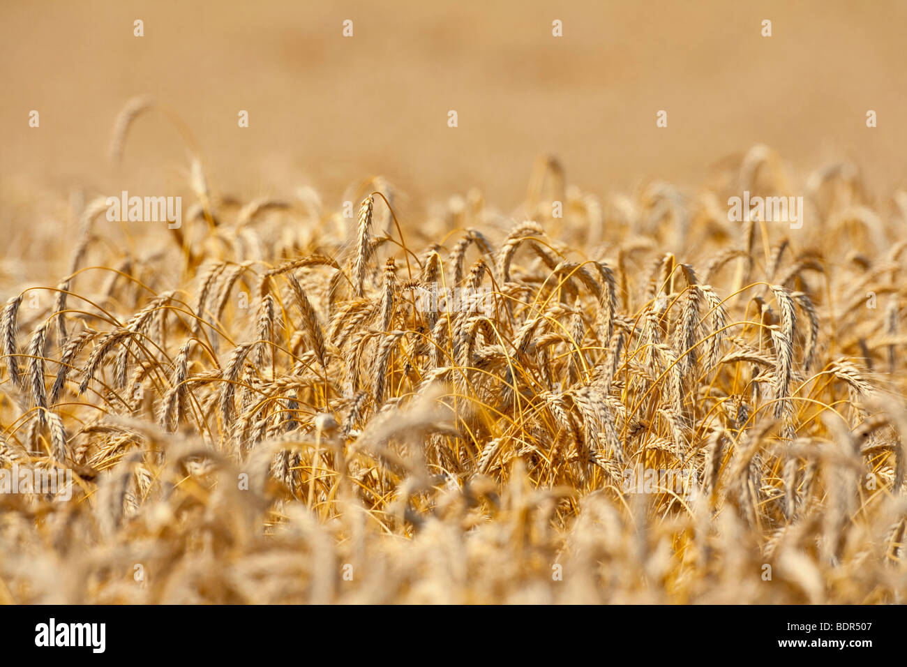 Nahaufnahme von Roggen in einem Feld reif für die Ernte Stockfoto