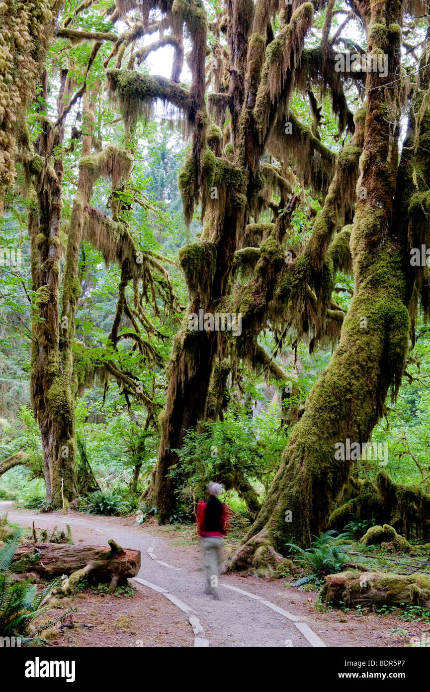 Halle der Moose Trail, Hoh Rain Forest, Olympic Nationalpark, Washington, USA Stockfoto