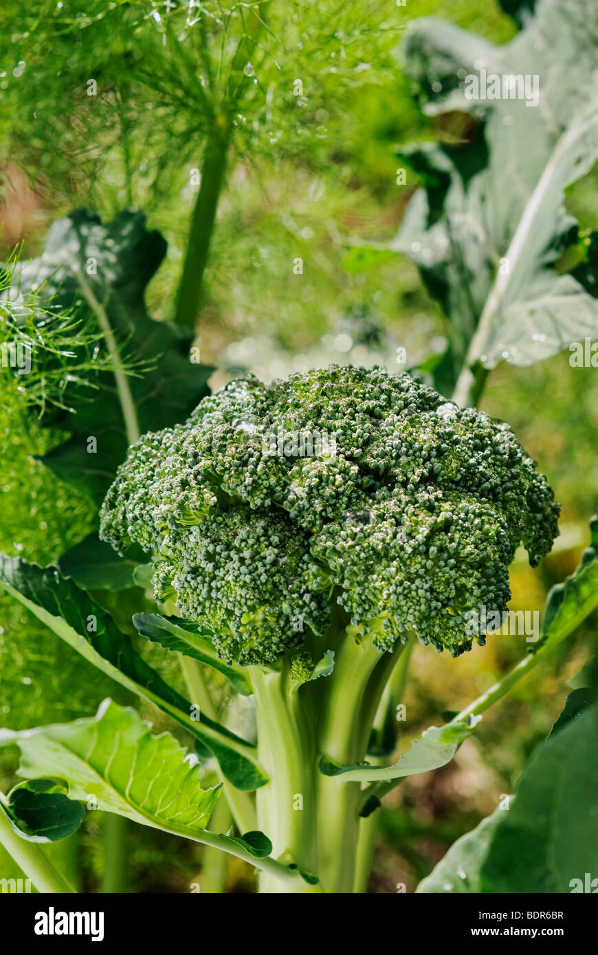 Im heimischen Garten wachsen Broccoli Stockfoto