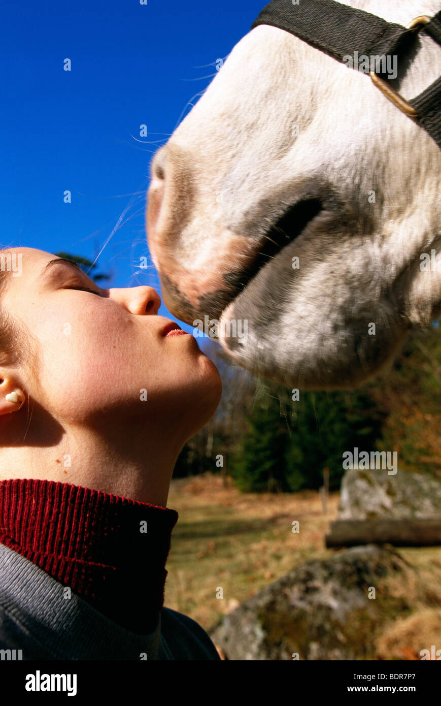 Ein Mädchen küssen eine Pferd, Schweden. Stockfoto