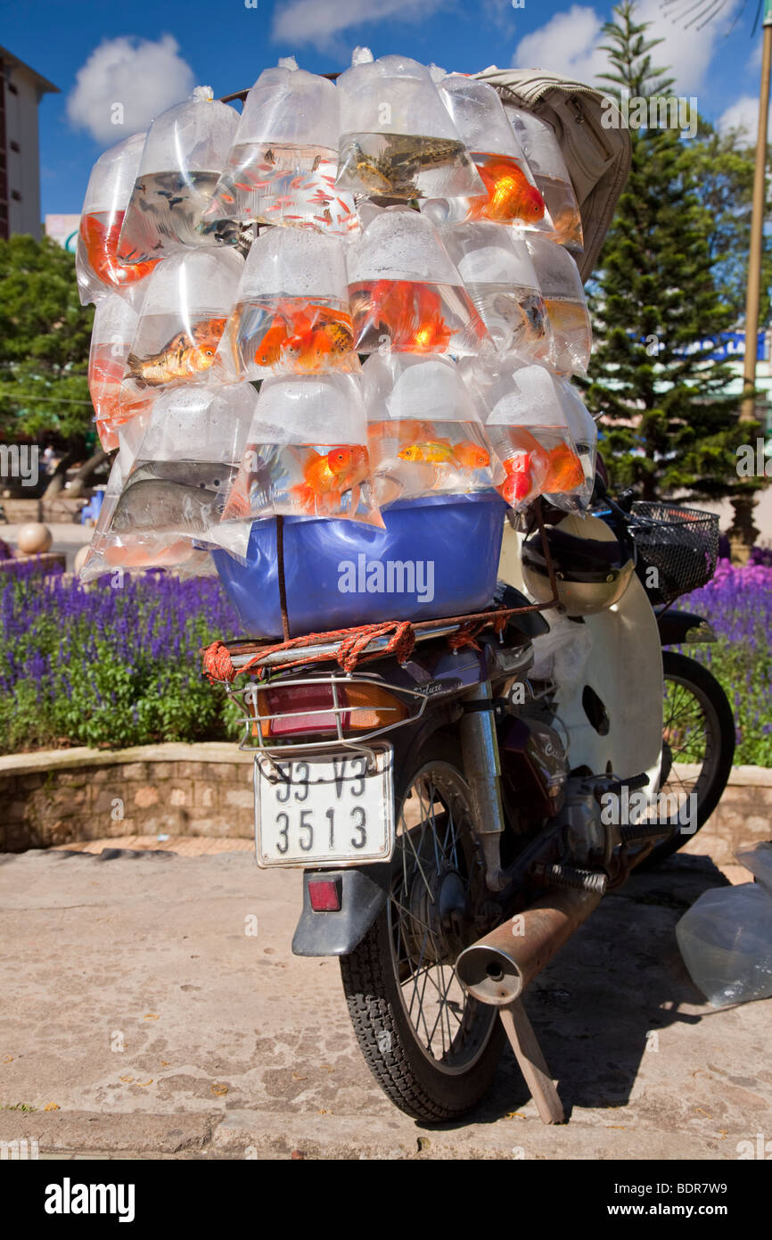 Goldfisch verkauft die vietnamesische Weise! Stockfoto