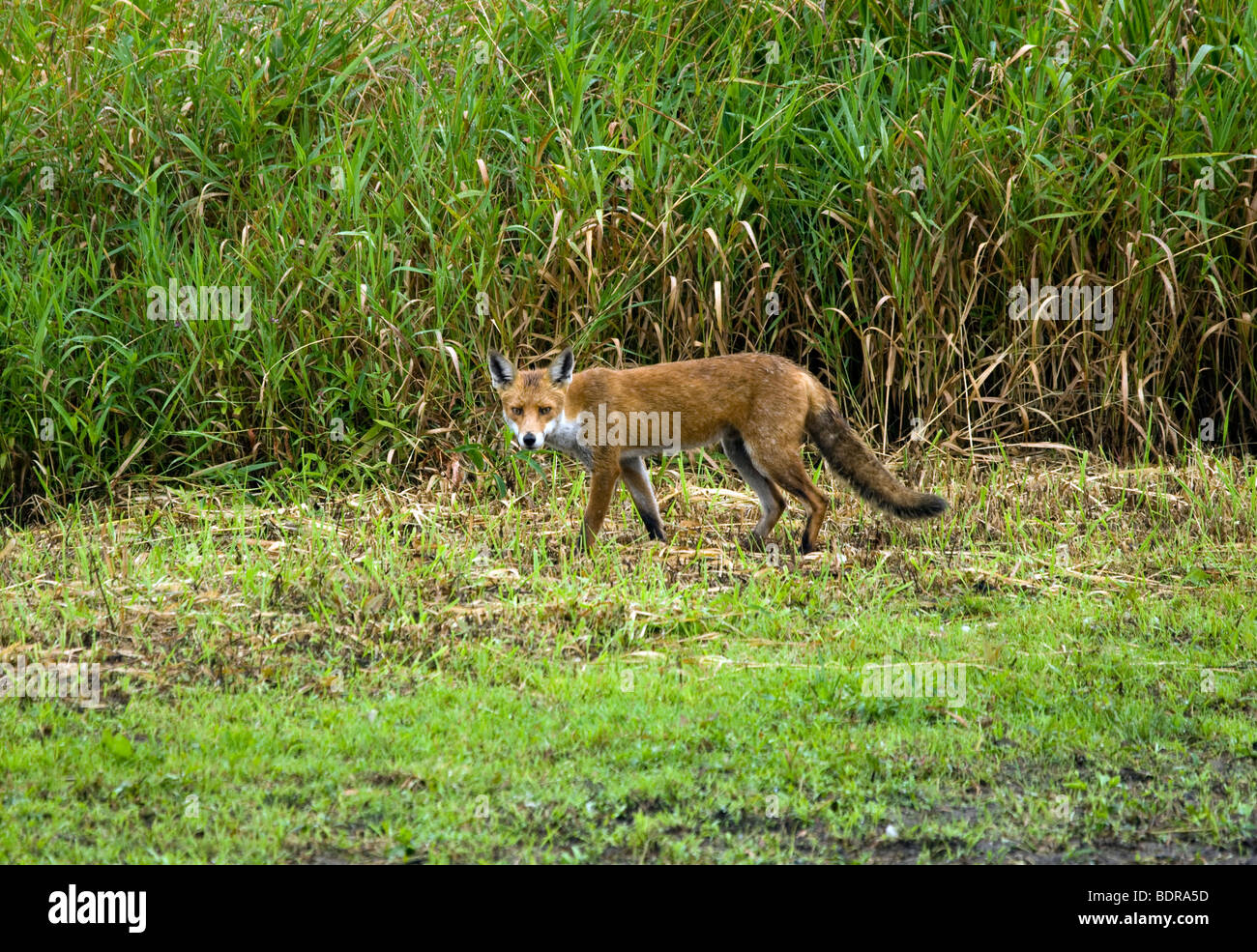 Red Fox am Grossen Wasser NR Northumberland, Großbritannien Stockfoto