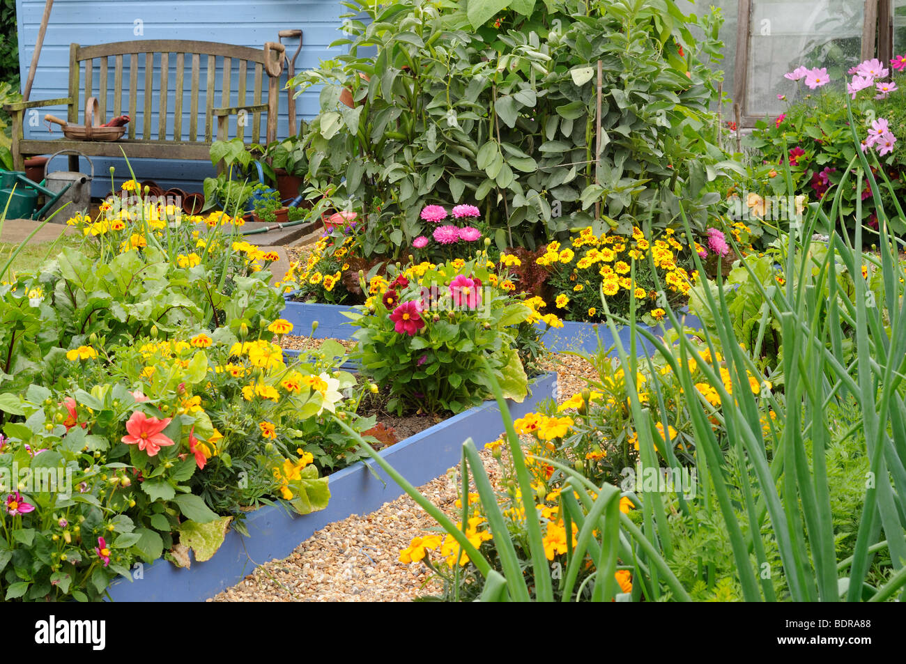 Kleinen Gemüsegarten Garten im Hochsommer mit gemischten Blumen und Gemüse  Pflanzen, UK, Juli Stockfotografie - Alamy