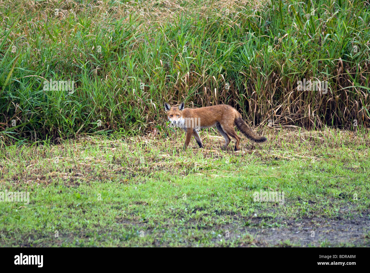 Red Fox am Grossen Wasser NR Northumberland, Großbritannien Stockfoto