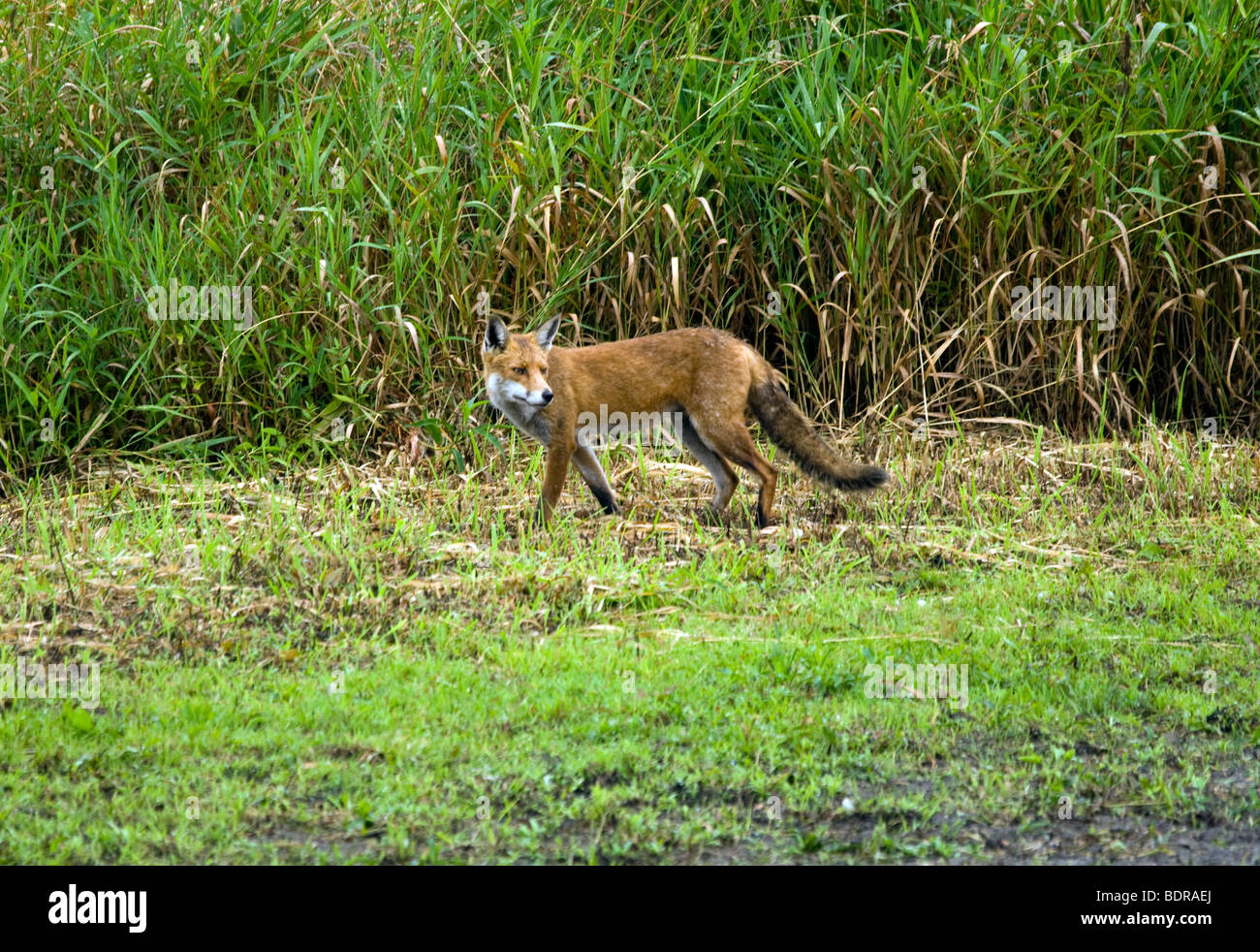 Red Fox am Grossen Wasser NR Northumberland, Großbritannien Stockfoto