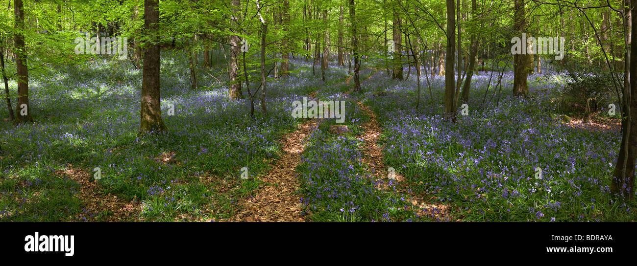 UK, Gloucestershire, Forest of Dean, obere Soudley, Frühling, Buche Wald Teppichboden in Glockenblumen, Panorama Stockfoto