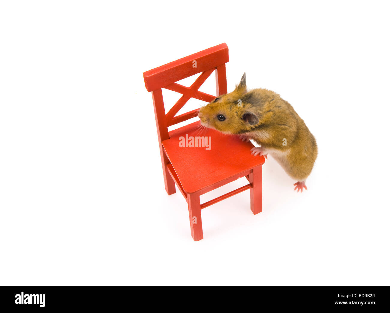 Braun Hamster roten Stuhl lustigen tierischen Spaß Goldhamster stehen stehend Blick einfarbigen Hintergrund Haustier neugierig wach hören Liste suchen Stockfoto