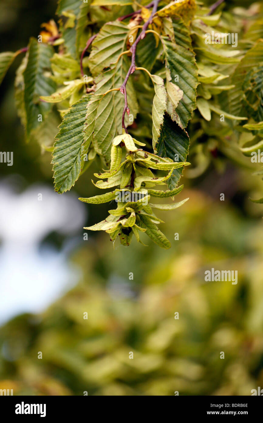 CARPINUS BETULUS. HAINBUCHE HOCHBLÄTTER IM SPÄTSOMMER. Stockfoto