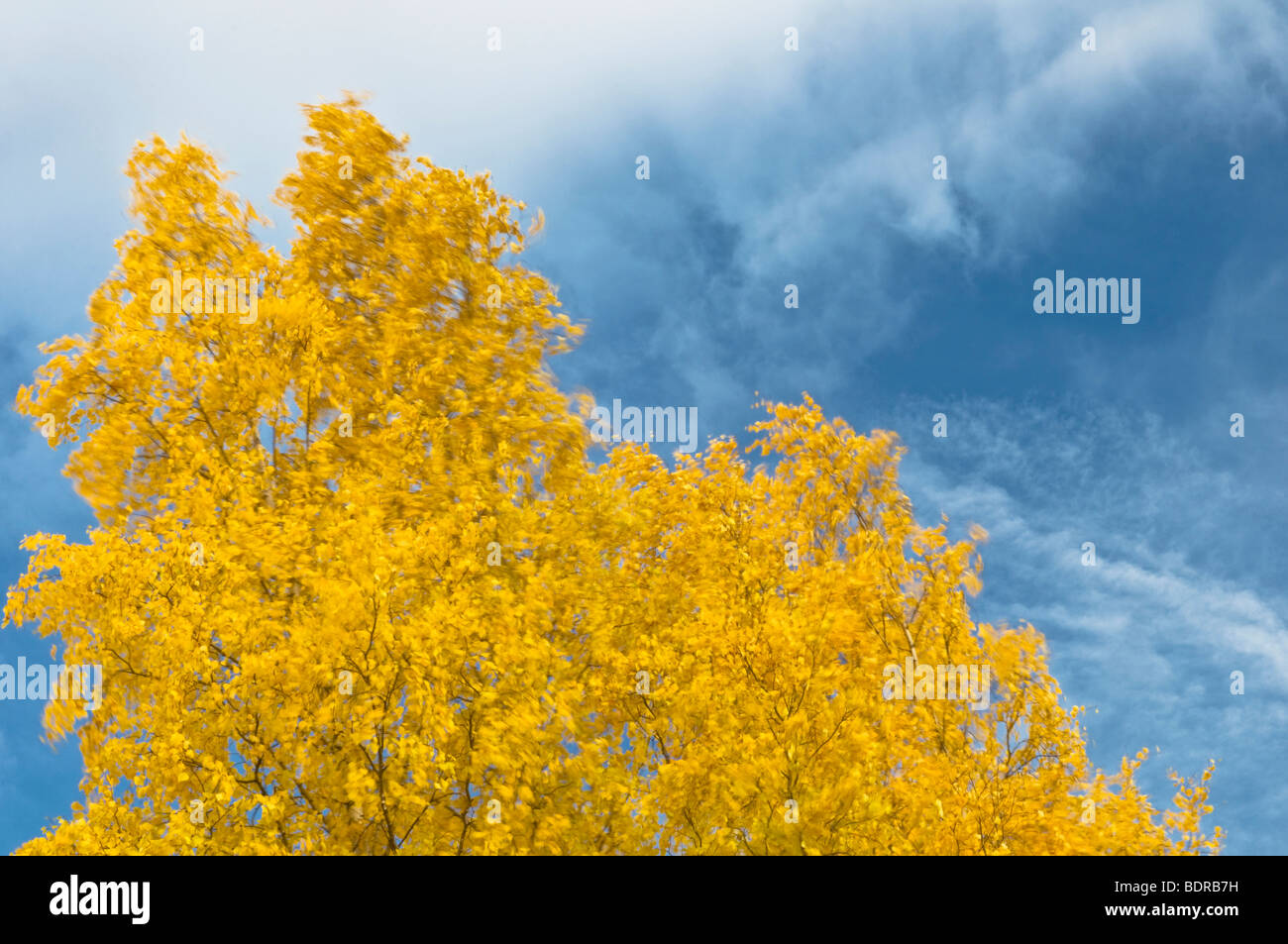 Herbstlich Bunte Birken, Gaellivare, Lappland, Schweden, herbstliche buchen, Schwedisch-Lappland Stockfoto