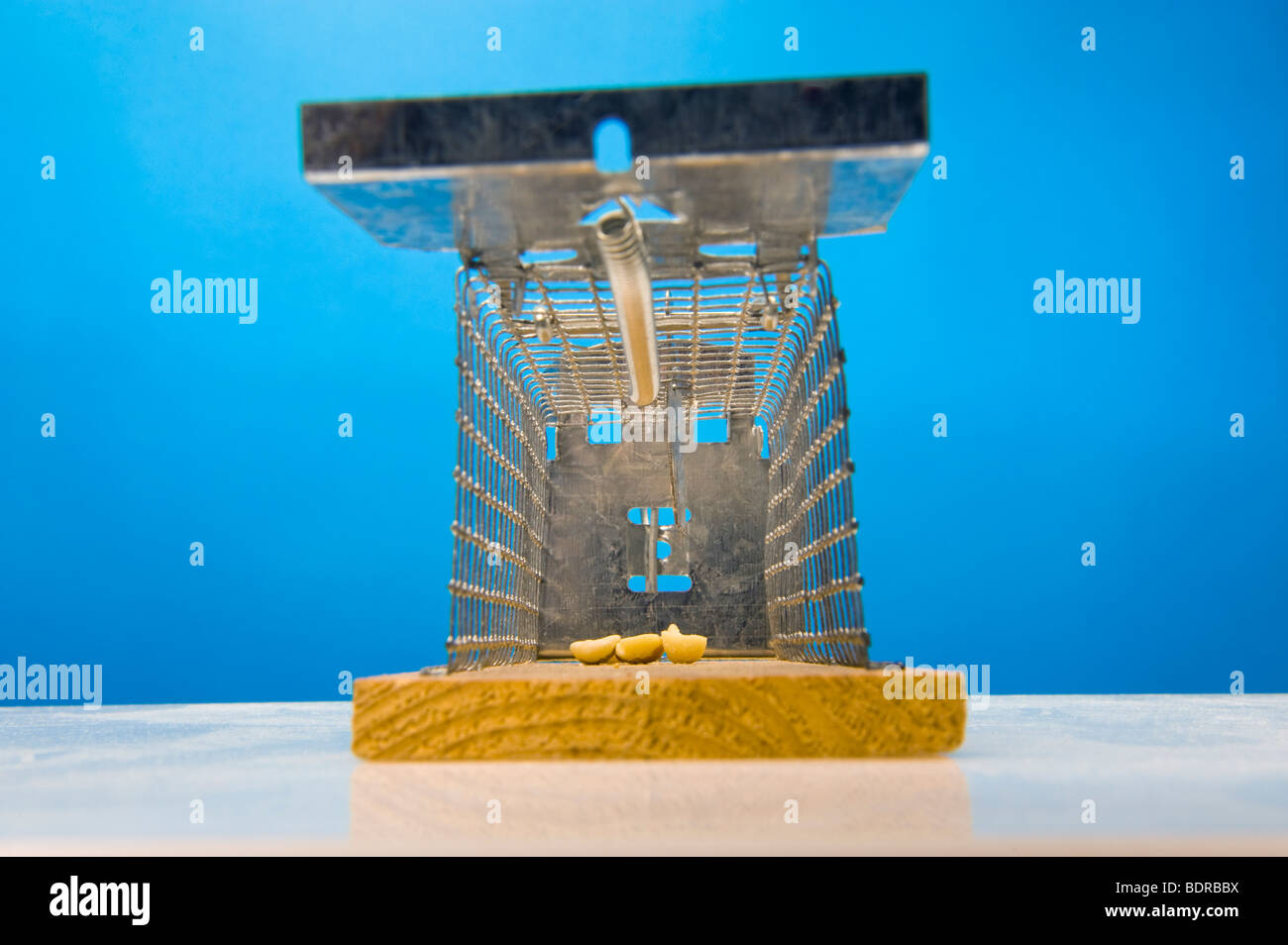 Falle Mausefalle Livetrap Live Maus Snare Fangmethoden Uberlisten Herbst In Einer Falle Fangen Metall Holz Holzern Lebendig Fangen Mause Ratten Schinken Stockfotografie Alamy