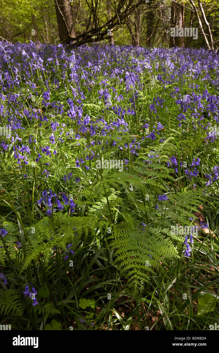 UK, Gloucestershire, Forest of Dean, obere Soudley, Frühling, Buche Wald Teppichboden in Glockenblumen Stockfoto