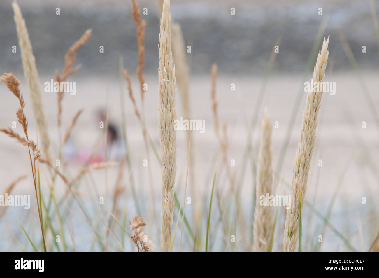 Sehr Fokus Figuren sitzen möglicherweise eine Mutter und Kind, an einem Strand in Wales, mit Dünengras im Vordergrund Stockfoto