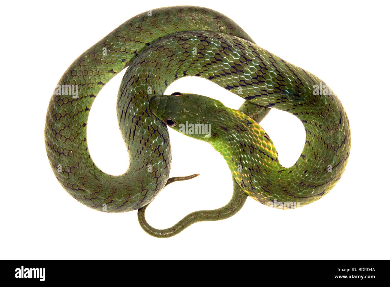 Samtige Sumpf Schlange (Liophis Typhlus Typhlus) Stockfoto