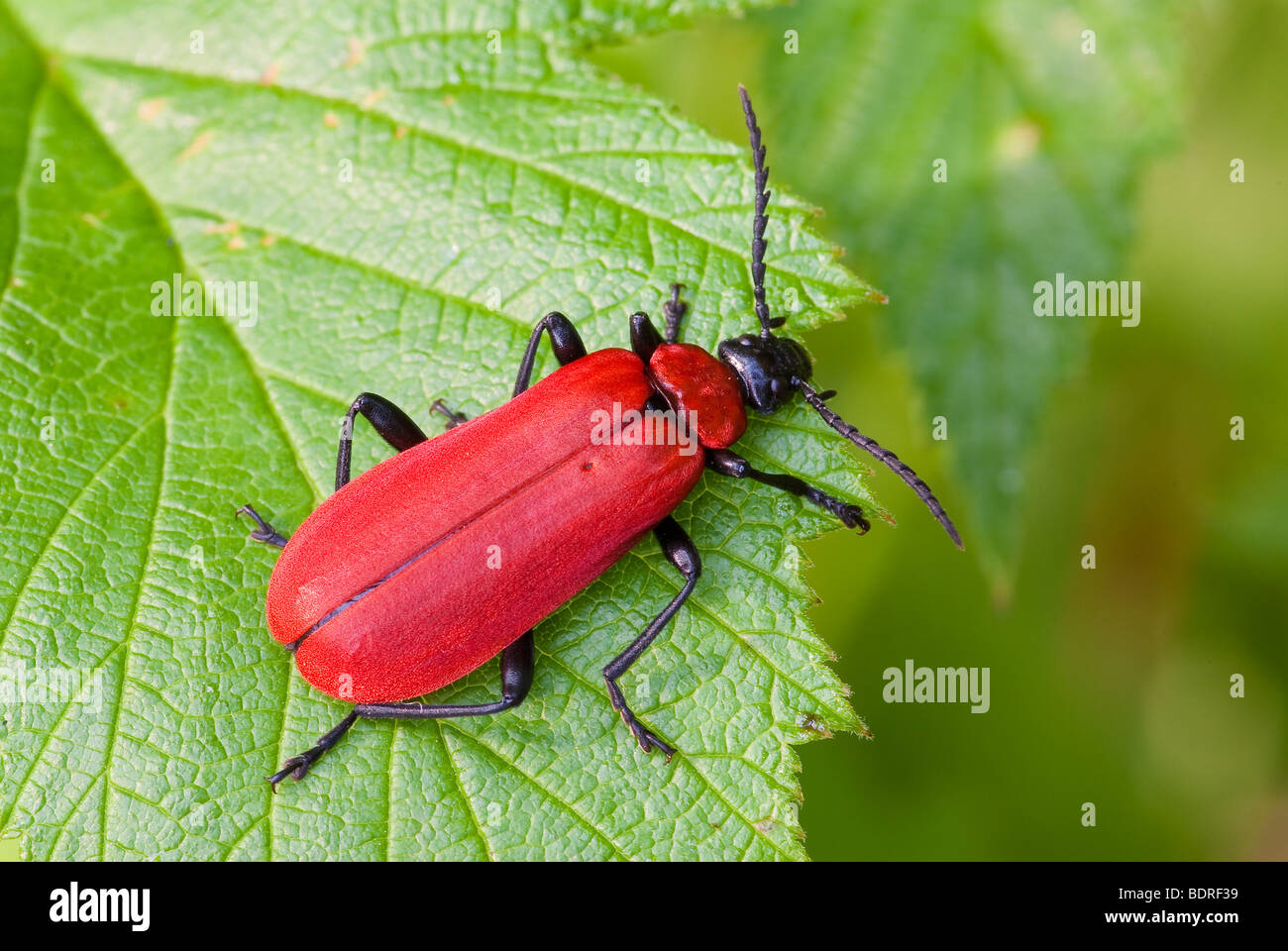 Rote Kafer Stockfotografie Alamy