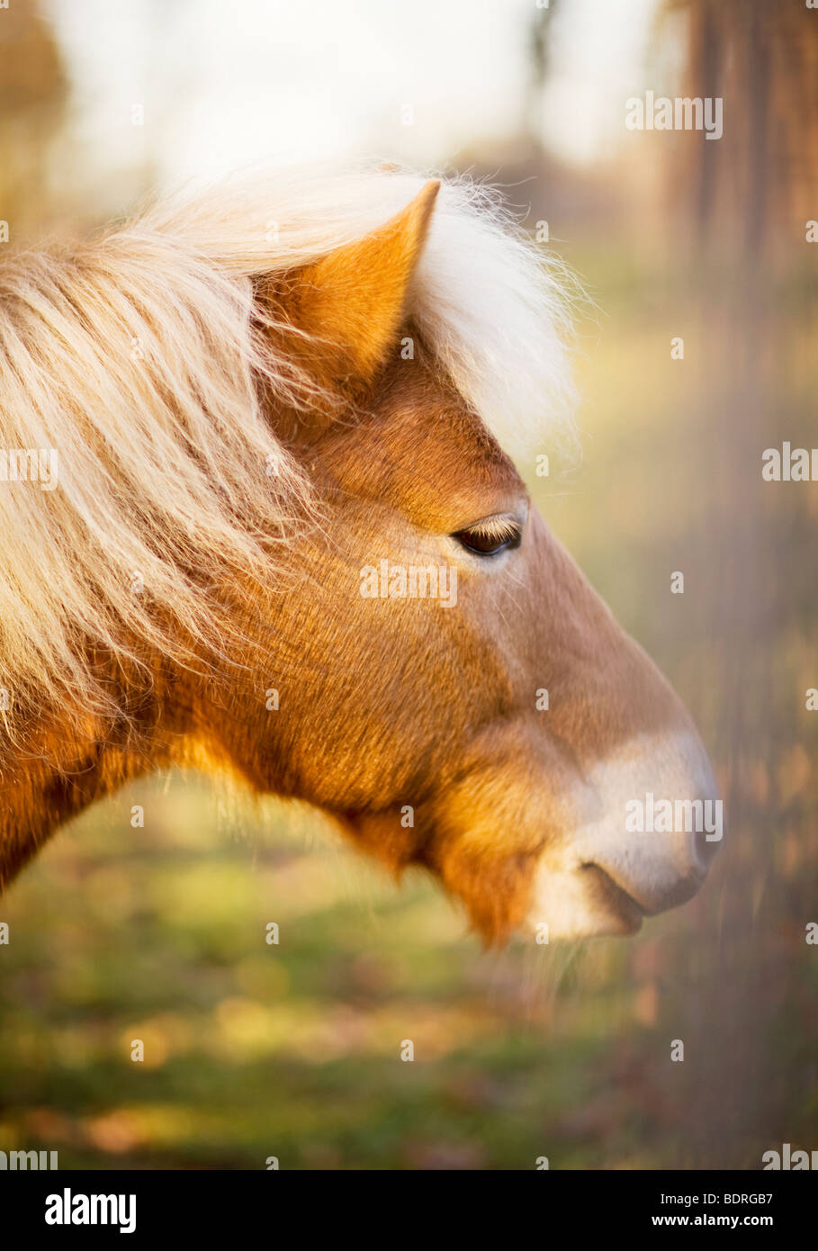 Ein sonnendurchflutetes Pferd Schweden. Stockfoto