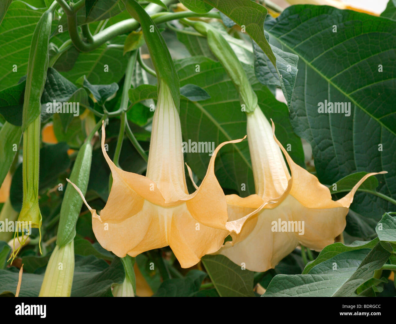 Die Engelstrompete, Brugmansia versicolor Stockfoto