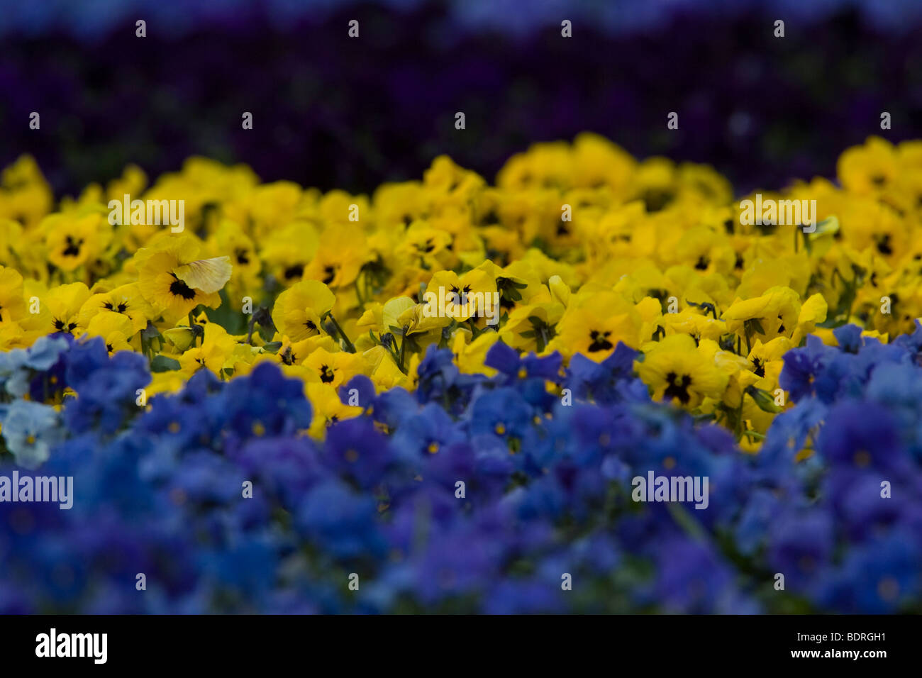 Stiefmuetterchen, Blumen, Blumenbeet, Stiefmütterchen, Stiefmütterchen, Blumenbeet Stockfoto