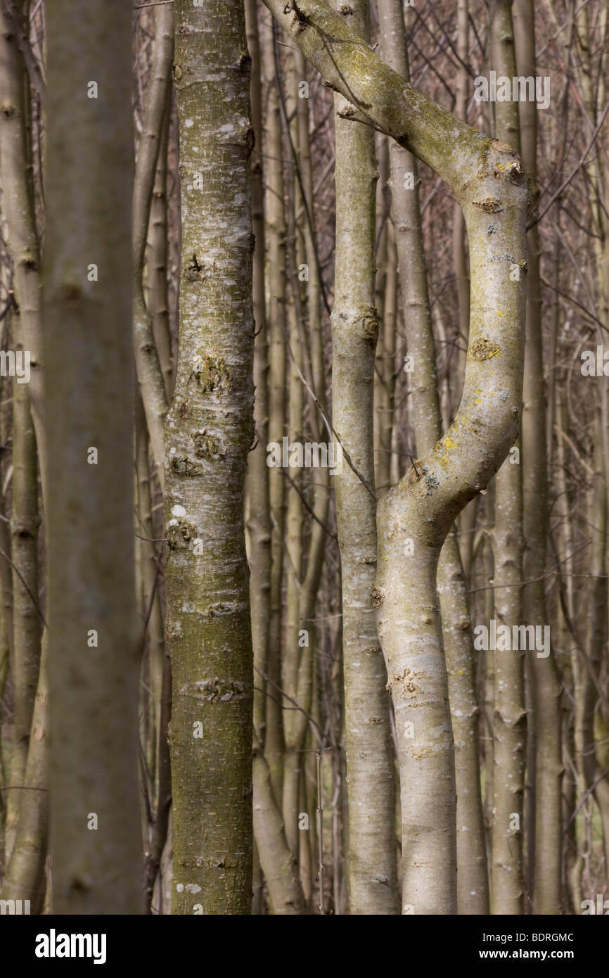 krumme Baumstamm in Einer Baumanpflanzung, Wald, Baumstämme, Bäume, Wald Stockfoto