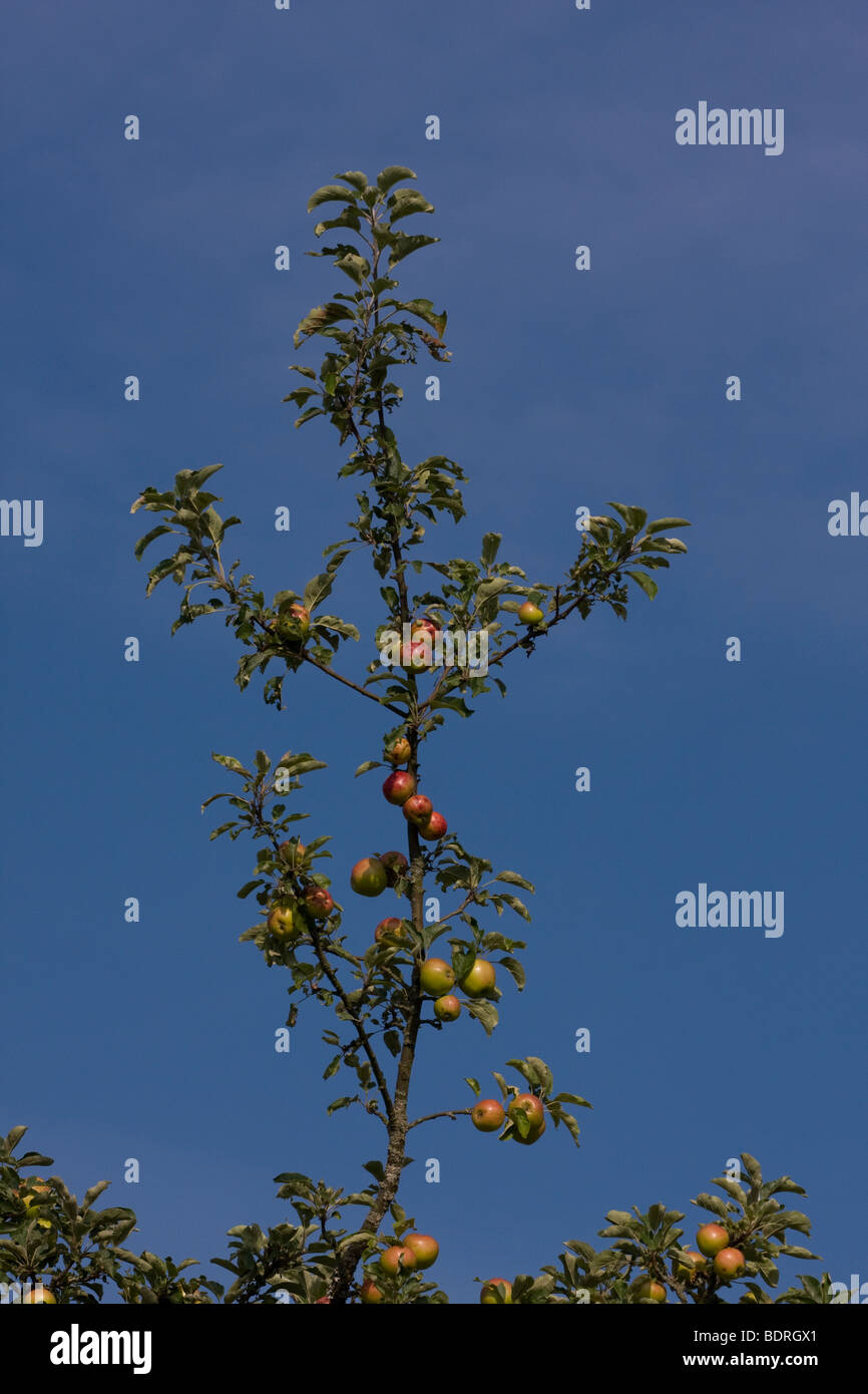 Aepfel, Apfelbaum, Obstanbau, Apfelbaum, Apfelbaum, Stockfoto