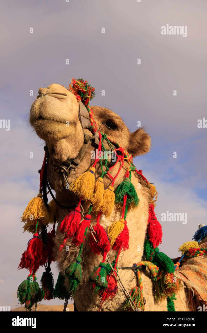 Ein Kamel in der Judäischen Wüste Stockfoto