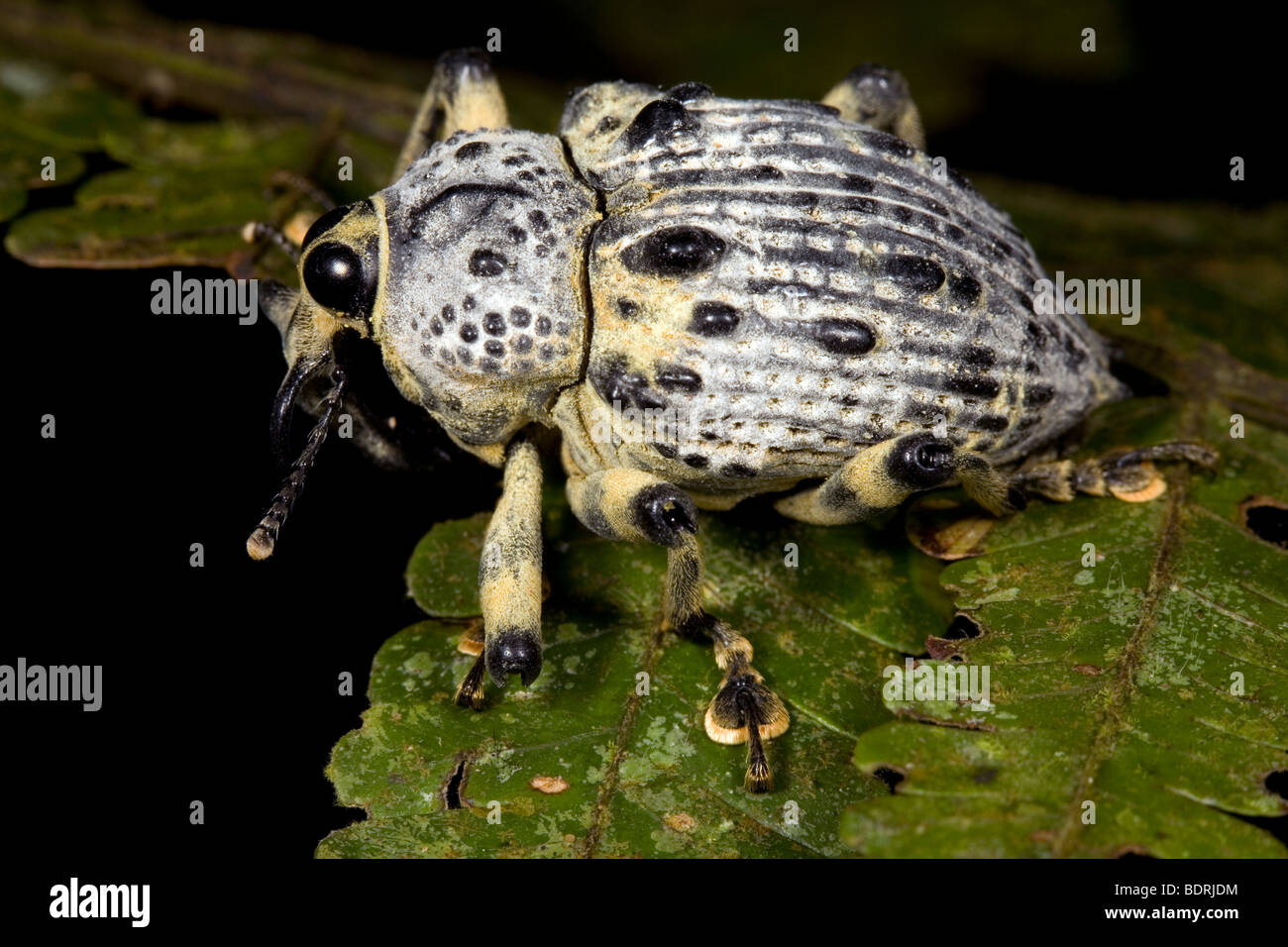 Käfer auf einem Blatt in den Regenwald Unterwuchs Stockfoto