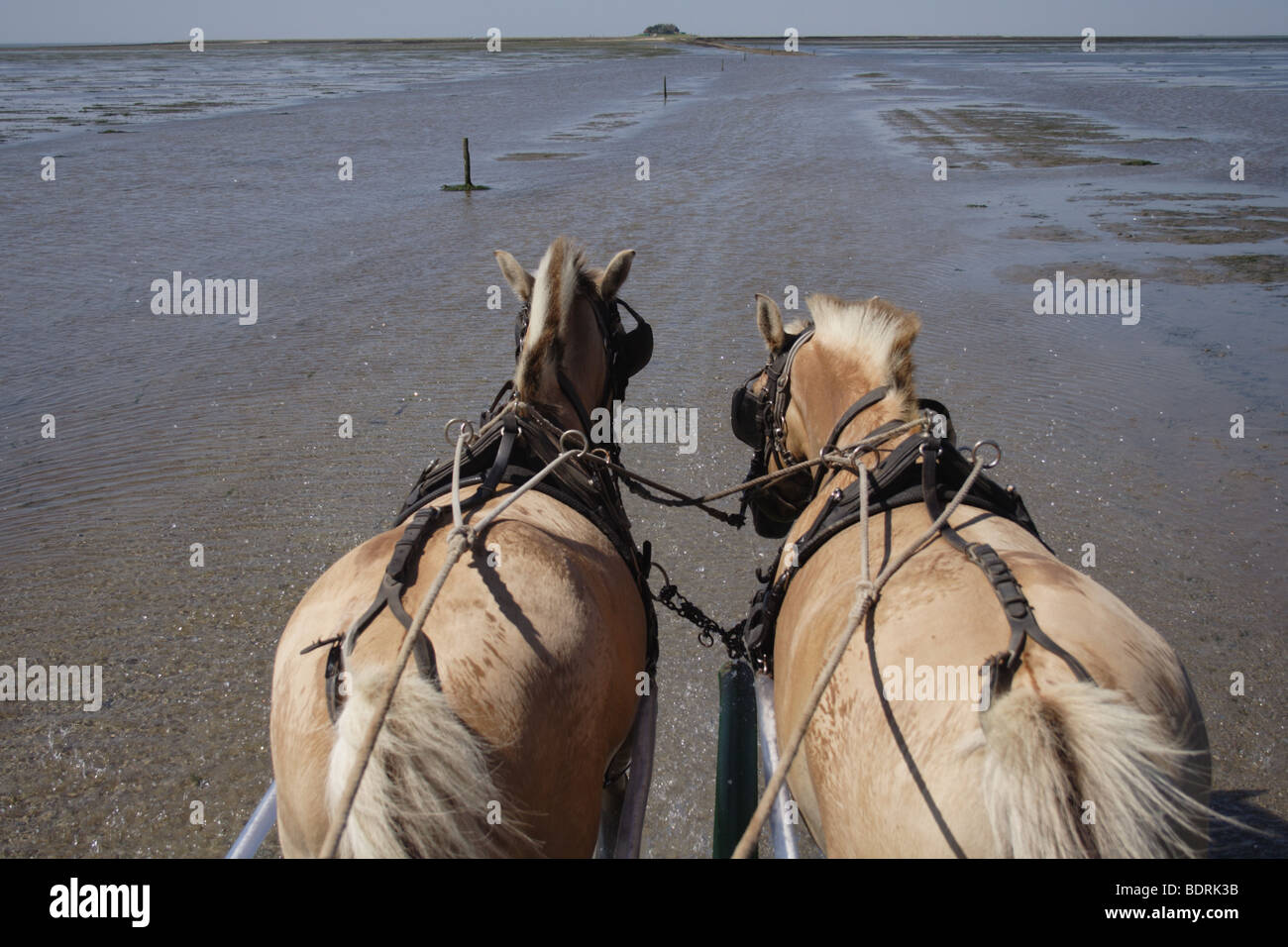 Kutschfahrt Durchs Watt Auf der Hallig Suedfall, Pellworm, Schleswig Holstein, Deutschland, Kutschenfahrt durch Wattwanderungen, Deutschland Stockfoto