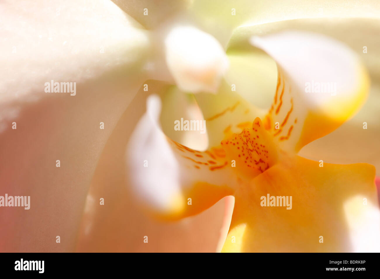 wunderschön romantisch weiße Phalaenopsis Orchidee - bildende Kunst-Photogrpahy Jane Ann Butler Fotografie JABP582 Stockfoto