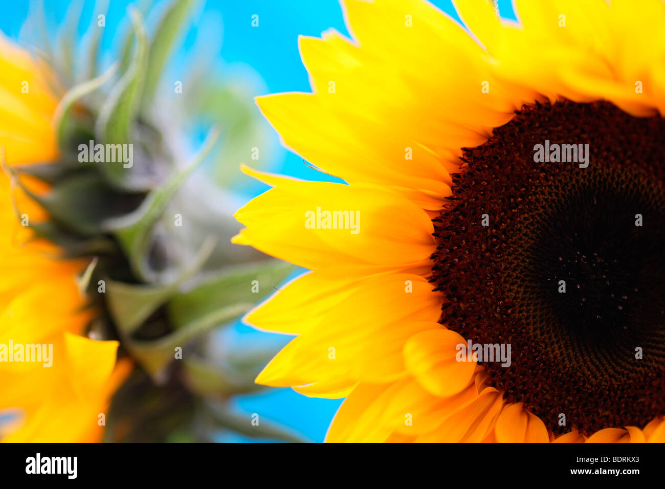 markante beeindruckende Sonnenblumenköpfe weichen zeitgemäß - Fine Art Fotografie Jane Ann Butler Fotografie JABP587 Stockfoto