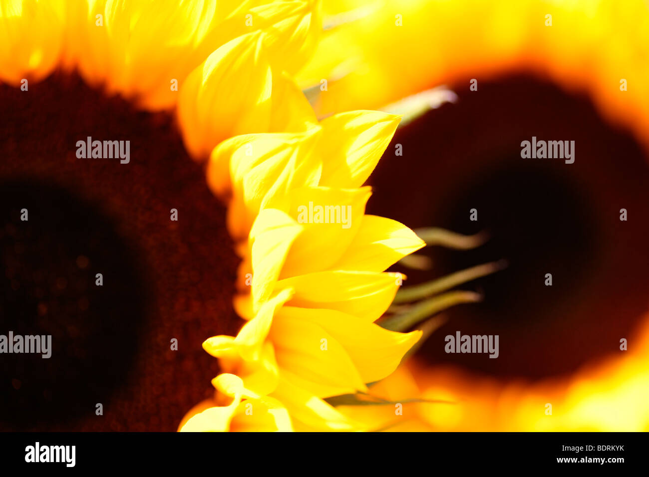 markante beeindruckende Sonnenblumenköpfe weichen zeitgemäß - Fine Art Fotografie Jane Ann Butler Fotografie JABP585 Stockfoto